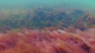 Karadeniz 'de, Odessa' daki dalgalarda kıyı kayalarında sallanan kırmızı yosun.