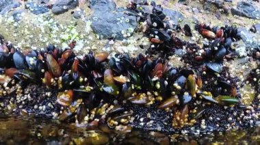 Bivalves Midye Mytilus dörtnala eyalet, kabuklular Balanus sp. ve su kenarındaki yosunlar Karadeniz 'deki kayalıklarda, Odessa