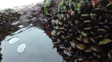 Bivalves Midye Mytilus dörtnala eyalet, kabuklular Balanus sp. ve su kenarındaki yosunlar Karadeniz 'deki kayalıklarda, Odessa