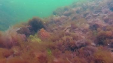 Yeşil ve Kızıl algler Porphyra ve Seramium kışın kıyıya yakın Karadeniz 'deki kayalıklarda, Odessa