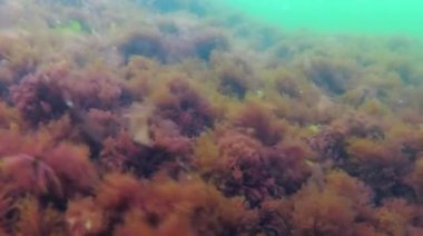 Yeşil ve Kızıl algler Porphyra ve Seramium kışın kıyıya yakın Karadeniz 'deki kayalıklarda, Odessa