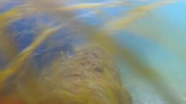 Kızıl algler Porphyra ve kışın kıyıya yakın yeşil algler Karadeniz 'deki kayalıklarda, Odessa' da