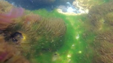 Kızıl algler Porphyra ve kışın kıyıya yakın yeşil algler Karadeniz 'deki kayalıklarda, Odessa' da