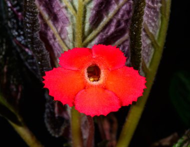 Alev menekşesi Episcia Cupreata botanik koleksiyonundaki tropikal bir bitkinin parlak kırmızı çiçeği.
