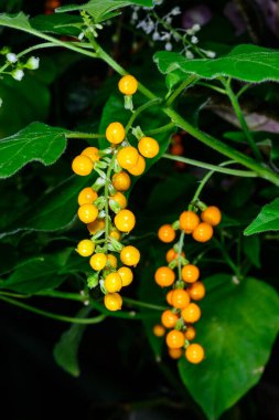 Rivina aurantiaca, sarı meyveler ve beyaz çiçekler botanik koleksiyonunda bir bitki üzerinde