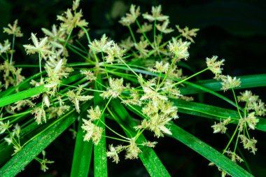 Cyperus papirüsü, botanik koleksiyonundaki bir bitkinin çiçekleri.