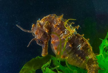 Uzun burunlu erkek deniz atı hipokampüsünün kıyıya yakın yeşil yosunların arasında saklanırken yan görüntüsü Karadeniz