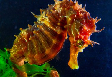 Uzun burunlu erkek deniz atı hipokampüsünün kıyıya yakın yeşil yosunların arasında saklanırken yan görüntüsü Karadeniz