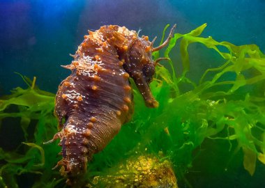 Uzun burunlu erkek deniz atı hipokampüsünün kıyıya yakın yeşil yosunların arasında saklanırken yan görüntüsü Karadeniz
