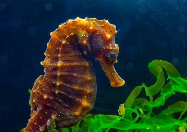 Karadeniz kıyısındaki yeşil yosunların arasında saklanan uzun burunlu deniz atı Hipokampüsünün yan görüntüsü.