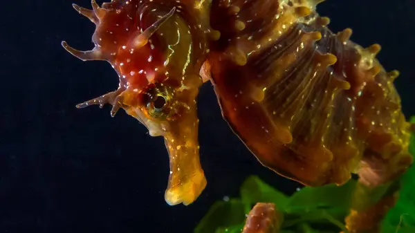 Uzun burunlu erkek deniz atı hipokampüsünün kıyıya yakın yeşil yosunların arasında saklanırken yan görüntüsü Karadeniz