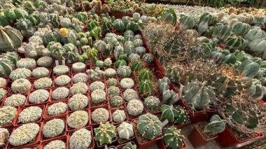 Botanik koleksiyonunda ilkbaharda farklı türde kaktüsler, Odessa