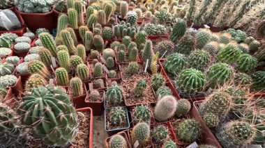 Botanik koleksiyonunda ilkbaharda farklı türde kaktüsler, Odessa