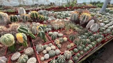 Botanik koleksiyonunda ilkbaharda farklı türde kaktüsler, Odessa