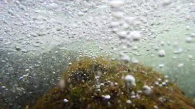 Kahverengi ve kırmızı algler kışın kıyıya yakın bir kayanın üzerinde Karadeniz 'deki hava kabarcıklarında, Odessa