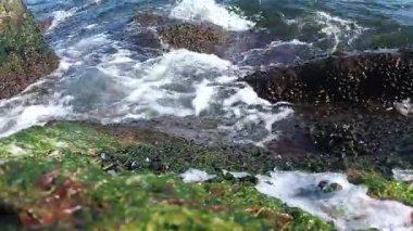 Karadeniz kıyısındaki dalgalar, su kenarındaki kayalar üzerindeki yosunlar ve midyeler, midyeli bir kaya ve beyaz köpükle yıkanan dalgalar..