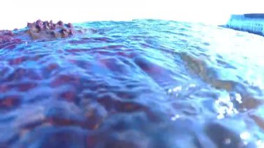 Fırtına sırasında kıyıya yakın dalgalar, taşların üzerinde kırmızı algler, Karadeniz