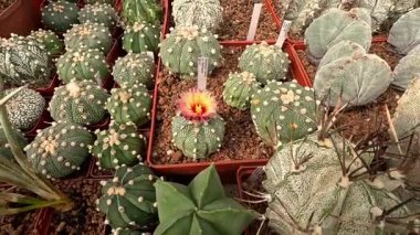 Farklı türde kaktüs astrofittum sp. İlkbaharda botanik koleksiyonunda