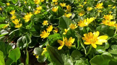 Ficaria verna Ranunculus ficaria. İlkbaharda sarı çiçeklerle açan bitkisel bitkinin istilacı türü.