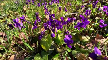 Bahçe menekşesi - Viola odorata, baharda bahçede mor mor menekşe çiçekleri