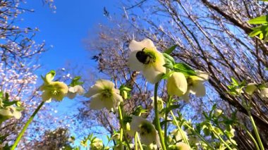 Büyük bir yaban arısı süs bitkisinin çiçeklerinden birinde nektar toplar. İlkbaharın başlarında sarı çiçeklerle açan Helleborus bitkisi.