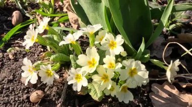 Primula veris, uzun ömürlü süs bitkisi baharın başlarında bahçede sarı çiçeklerle çiçek açıyor.