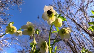 Büyük bir yaban arısı süs bitkisinin çiçeklerinden birinde nektar toplar. İlkbaharın başlarında sarı çiçeklerle açan Helleborus bitkisi.