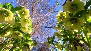 Helleborus sp., Bahçede baharın başlarında açan soğuğa dayanıklı süs bitkisi.