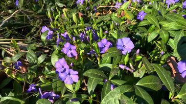 Cüce menekşesi - Vinca minör, bahar aylarında bahçeye örtülü mor çiçekler