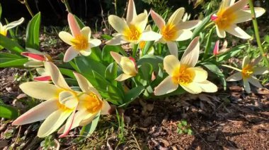 Süslü lalelerin çiçek açması, baharın başlarında bahçede sarı çiçeklerle açması.