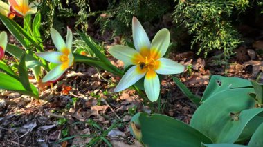 Bahçede baharın başlarında sarı çiçeklerle açan süs lalesinin çiçekleri üzerindeki bal arısı.