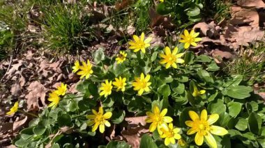 Ficaria verna Ranunculus ficaria, Ukrayna 'nın baharda sarı çiçeklerle açan bitkisel bitkinin istilacı türü.