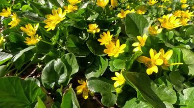 Ficaria verna Ranunculus ficaria, Ukrayna 'nın baharda sarı çiçeklerle açan bitkisel bitkinin istilacı türü.