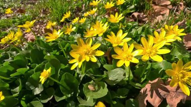 Ficaria verna Ranunculus ficaria, Ukrayna 'nın baharda sarı çiçeklerle açan bitkisel bitkinin istilacı türü.