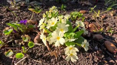 Primula veris, uzun ömürlü süs bitkisi baharın başlarında bahçede sarı çiçeklerle çiçek açıyor.