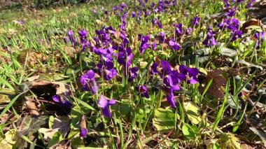 Bahçe menekşesi - Viola odorata, baharda bahçede mor mor menekşe çiçekleri