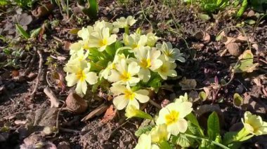 Primula veris, uzun ömürlü süs bitkisi baharın başlarında bahçede sarı çiçeklerle çiçek açıyor.