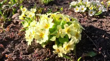 Primula veris, uzun ömürlü süs bitkisi baharın başlarında bahçede sarı çiçeklerle çiçek açıyor.