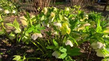 Helleborus sp., Bahçede baharın başlarında açan soğuğa dayanıklı süs bitkisi.