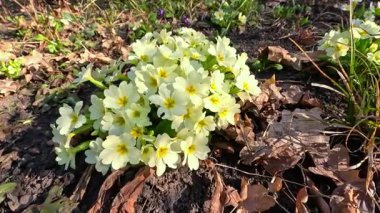 Primula veris, uzun ömürlü süs bitkisi baharın başlarında bahçede sarı çiçeklerle çiçek açıyor.