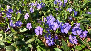 Cüce menekşesi - Vinca minör, bahar aylarında bahçeye örtülü mor çiçekler