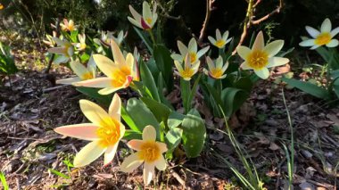 Süslü lalelerin çiçek açması, baharın başlarında bahçede sarı çiçeklerle açması, Ukrayna