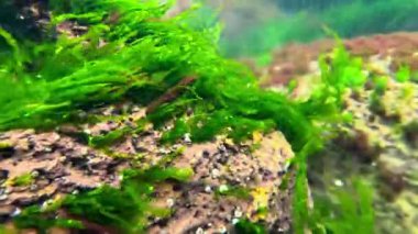 Karadeniz 'deki deniz yosunları, kırmızı (Porphyra, Seramium, Polisifoni) ve yeşil (Enteromorpha, Cladophora) algler kıyıya yakın dalgalarda salınırlar.