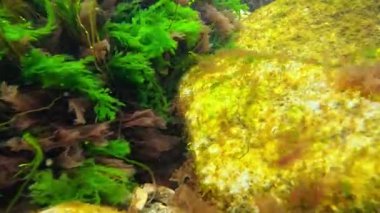 Karadeniz 'deki alg arazisi, farklı tipte kırmızı (Porphyra, Seramium, Polysiphonia) ve yeşil (Enteromorpha, Cladophora) alglerle kaplanmış taşlar kıyıya yakındır.