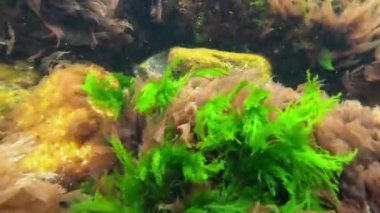 Karadeniz 'deki alg arazisi, farklı tipte kırmızı (Porphyra, Seramium, Polysiphonia) ve yeşil (Enteromorpha, Cladophora) alglerle kaplanmış taşlar kıyıya yakındır.