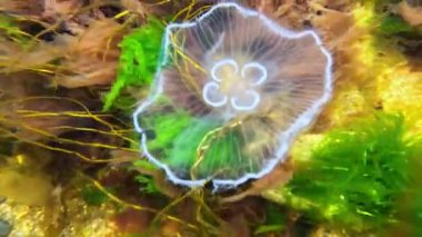 Karadeniz 'in sualtı manzarası, Aurelia aurita taşların arasında kıyıya yakın yüzüyor alglerle kaplanmış taşlara karşı.