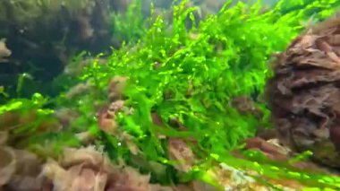 Karadeniz 'deki deniz yosunları, kırmızı (Porphyra, Seramium, Polisifoni) ve yeşil (Enteromorpha, Cladophora) algler kıyıya yakın dalgalarda salınırlar.