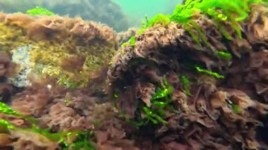 Karadeniz 'deki deniz yosunları, kırmızı (Porphyra, Seramium, Polisifoni) ve yeşil (Enteromorpha, Cladophora) algler kıyıya yakın dalgalarda salınırlar.