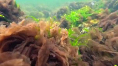 Karadeniz 'deki deniz yosunları, kırmızı (Porphyra, Seramium, Polisifoni) ve yeşil (Enteromorpha, Cladophora) algler kıyıya yakın dalgalarda salınırlar.