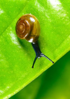 Oxychilus translucidus - Stylommatophora, Zonitidae, yeşil yapraklı saydam sarı kabuklu küçük yumuşakçalar